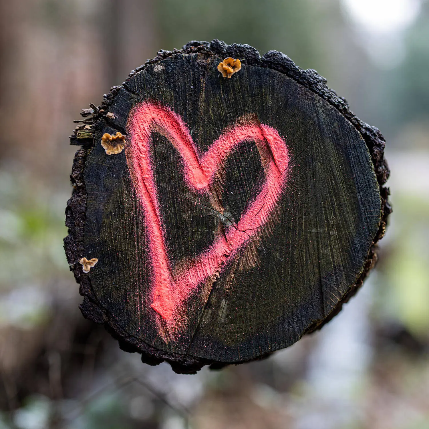 I Love Wald