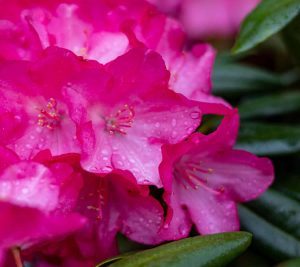 Rhododendron-Makro II