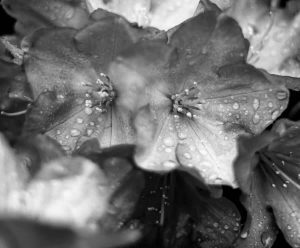 Rhododendron-Makro SW