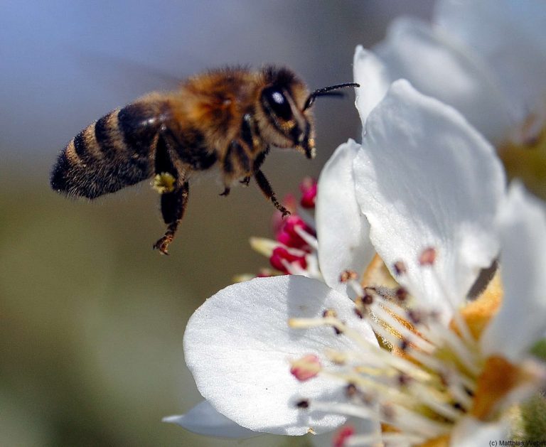Honigbiene im Anflug auf eine Blüte