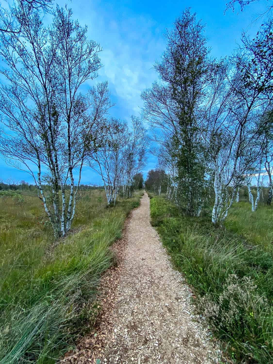 Der Knabe im Moor Matthias Weber