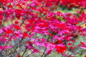Rotes Herbstlaub eines Ahorn