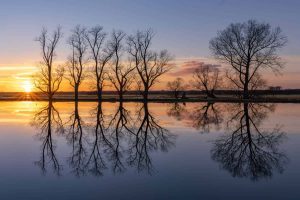 Baumreihe im Sonnenuntergang, Spiegelung im Wasser