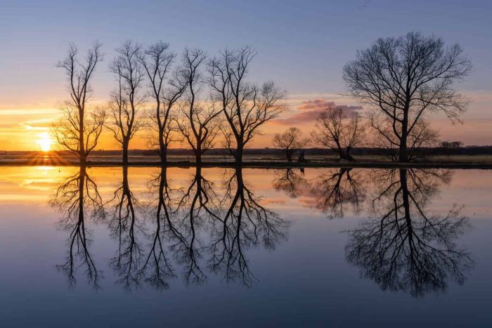 Baumreihe im Sonnenuntergang, gespiegelt in ruhigem Wasser