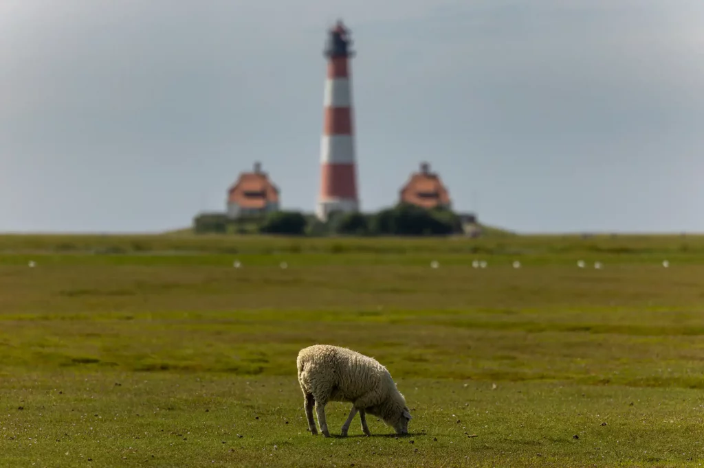 Schaf vor dem unscharfen Leuchtturm Westerheversand