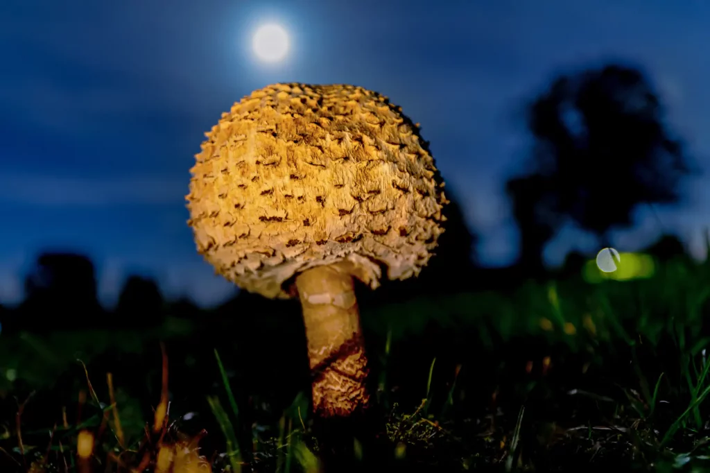 Pilz, im Hintergrund der Mond