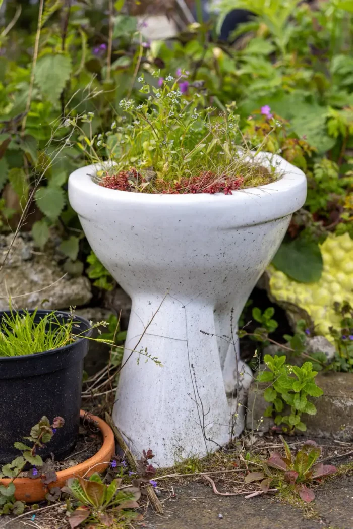 Eine alte weiße Toilette, die als Blumentopf umfunktioniert wurde, in dem verschiedene kleine Pflanzen zwischen anderen Topfpflanzen und Gartenlaub wachsen.