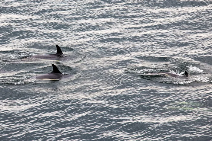 Drei Delphine schwimmen nahe der Wasseroberfläche im offenen Meer