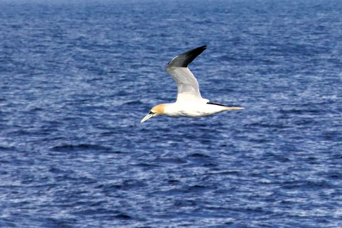 Basstölpel fliegt knapp über dem offenen Meer mit ausgebreiteten Flügeln