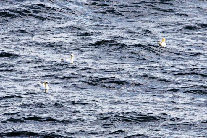 Drei Basstölpel schwimmen auf welliger Wasseroberfläche