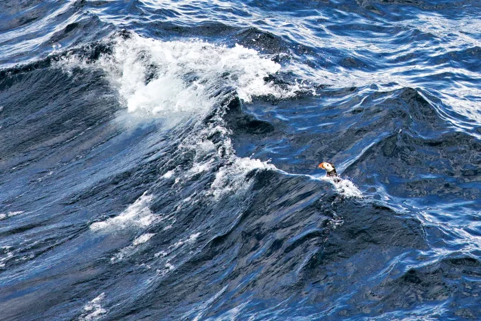 Papageientaucher schwimmt im welligen Meerwasser mit weißen Schaumkronen