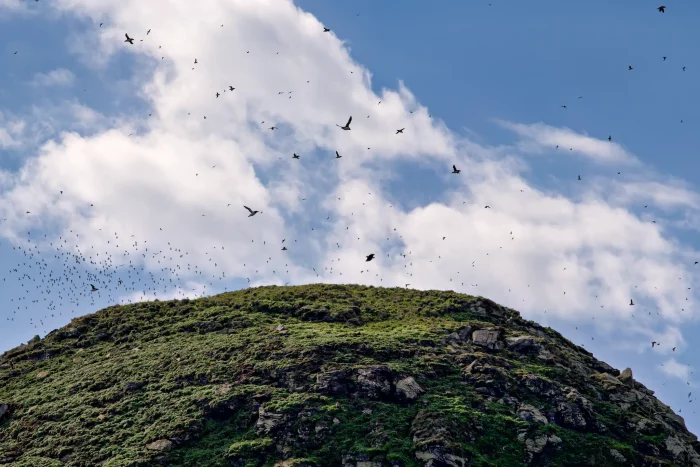 Grüner, bewachsener Hügel mit zahlreichen fliegenden Vögeln vor blauem Himmel mit Wolken