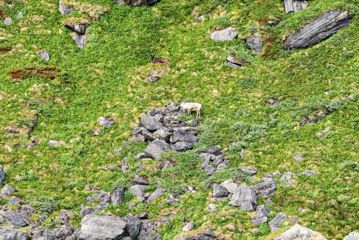 Ein Rentier steht auf einem felsigen, grünen Berghang mit verstreuten Steinen und Gras
