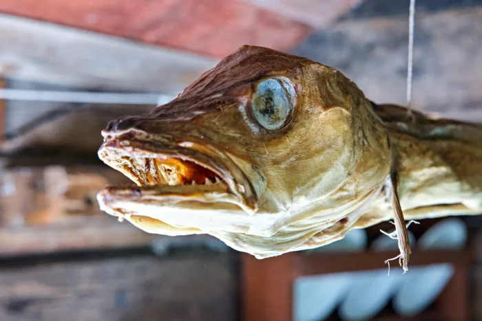 Getrockneter Fischkopf mit offenem Maul, hängend an einer Schnur in einem Raum