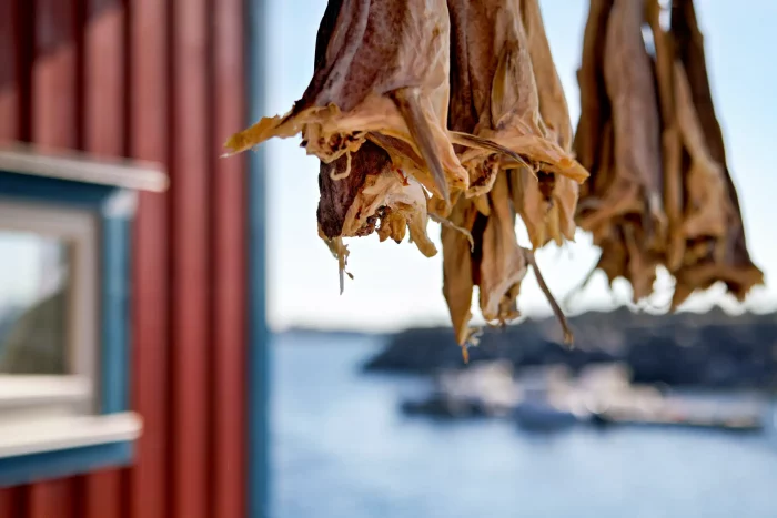 Getrockneter Kabeljau hängt vor einem roten Haus am Wasser in Norwegen