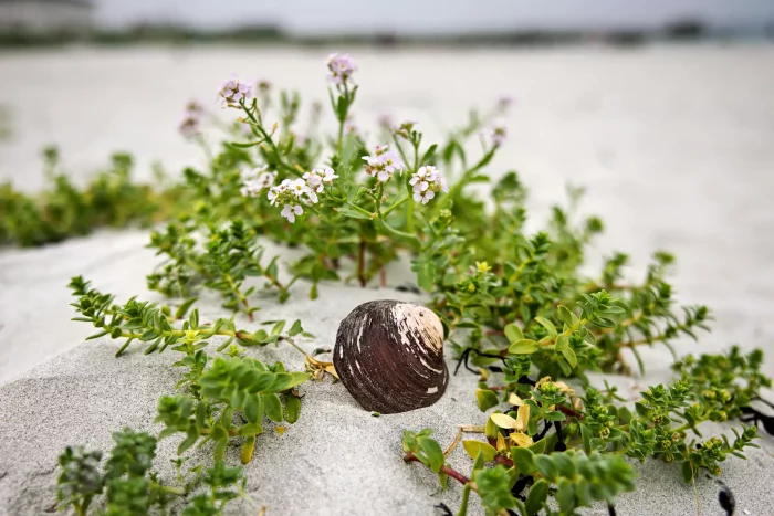 Muschelschale liegt im Sand umgeben von grünen Pflanzen mit kleinen weißen Blüten am Strand
