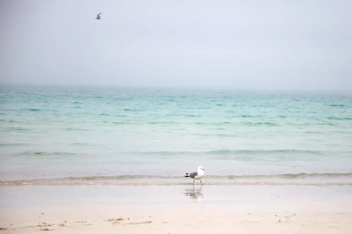 Möwe steht am ruhigen Strand mit sanften Wellen und nebligem Himmel