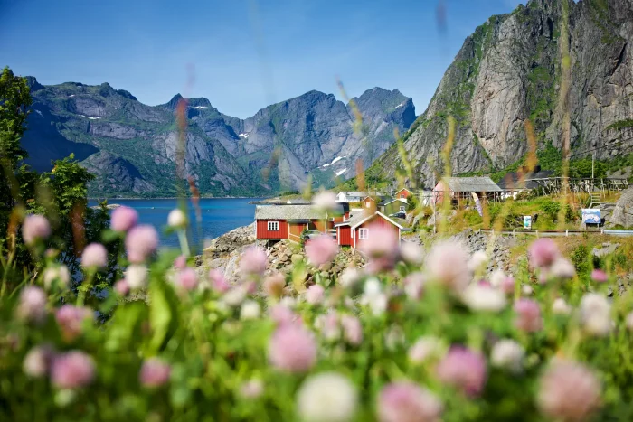 Rote Holzhäuser am Fjordufer mit Bergen im Hintergrund und Blumenwiese im Vordergrund