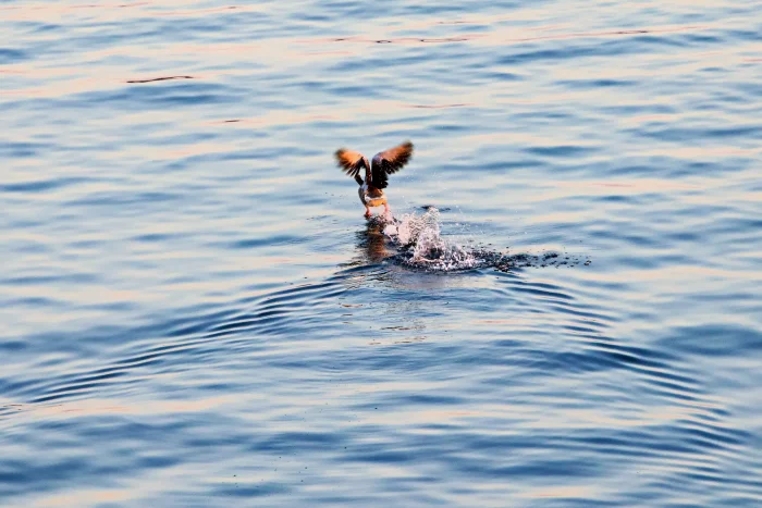 Ente mit ausgebreiteten Flügeln startet vom Wasser einer ruhigen See