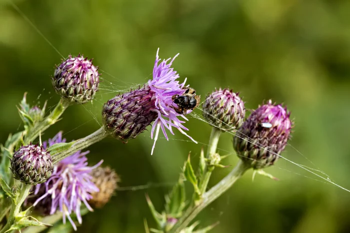 Lila Blüten einer Distel mit grünen, stacheligen Knospen und einem kleinen Käfer, der auf einer Blüte sitzt. Feine Spinnweben sind sichtbar.