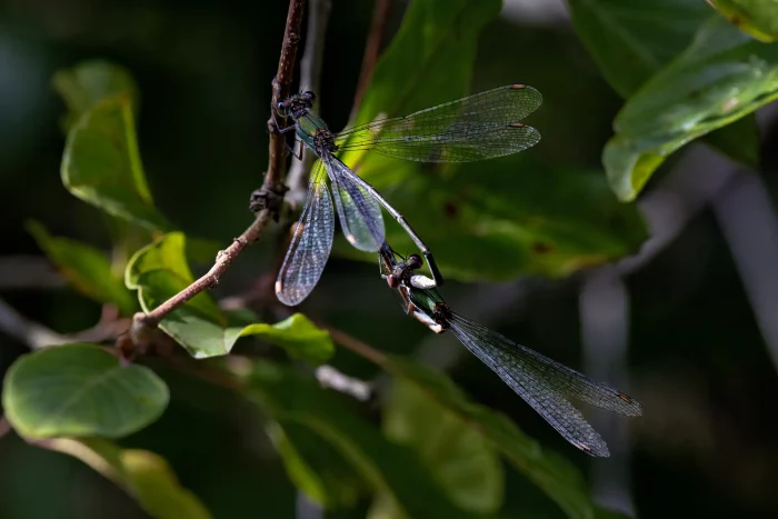 Zwei Libellen mit durchsichtigen Flügeln sitzen auf einem dünnen Ast, umgeben von grünen Blättern.