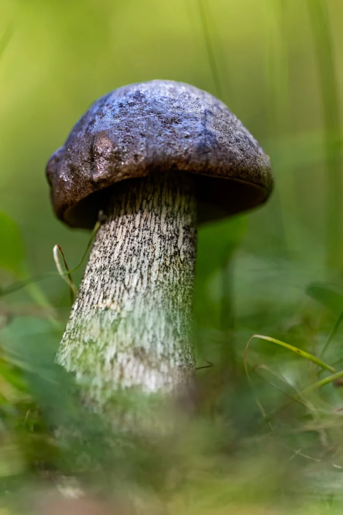 Ein brauner Pilz mit einem glatten, runden Hut und einem gestreiften, hellgrünen Stiel wächst im Gras.