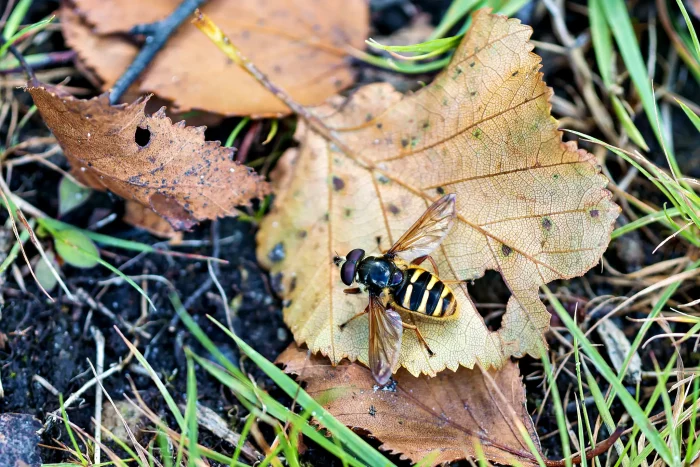 Eine Fliege mit schwarz-gelben Streifen sitzt auf einem braunen, trockenen Blatt, umgeben von weiteren Blättern und grünem Gras.