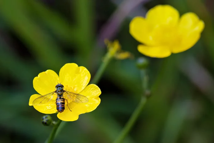 Eine Fliege mit blauen und orangefarbenen Streifen sitzt auf einer gelben Blüte. Im Hintergrund sind zwei weitere gelbe Blüten sichtbar.
