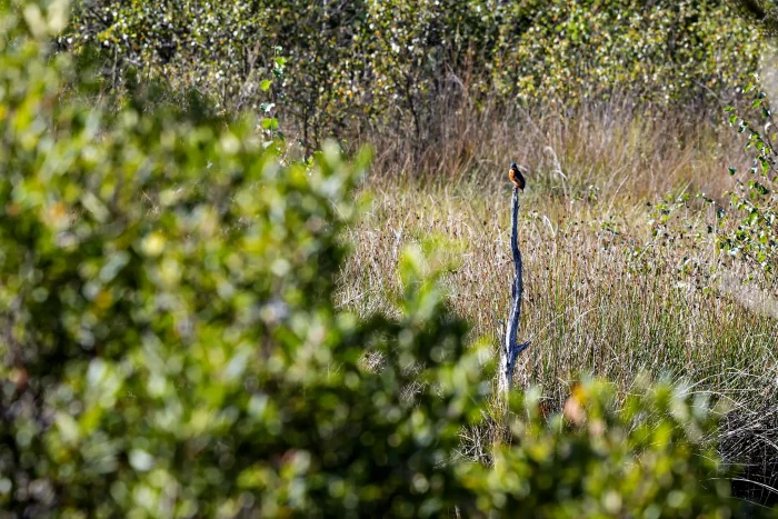 Ein Vogel sitzt auf einem vertikalen, abgestorbenen Ast in einer bewachsenen Moorlandschaft. Im Hintergrund sind grüne Sträucher und hohes Gras sichtbar.