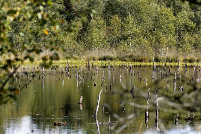 Ein Moor mit stehendem Wasser, in dem zahlreiche kahle Baumstämme aus dem Wasser ragen. Im Hintergrund sind grüne Sträucher und Bäume sichtbar.