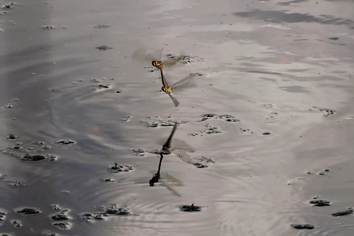 Zwei Libellen mit braun-gelben Körpernsitzt auf der Wasseroberfläche eines ruhigen Gewässers, das von kleinen Pflanzen und Wellenmustern umgeben ist.
