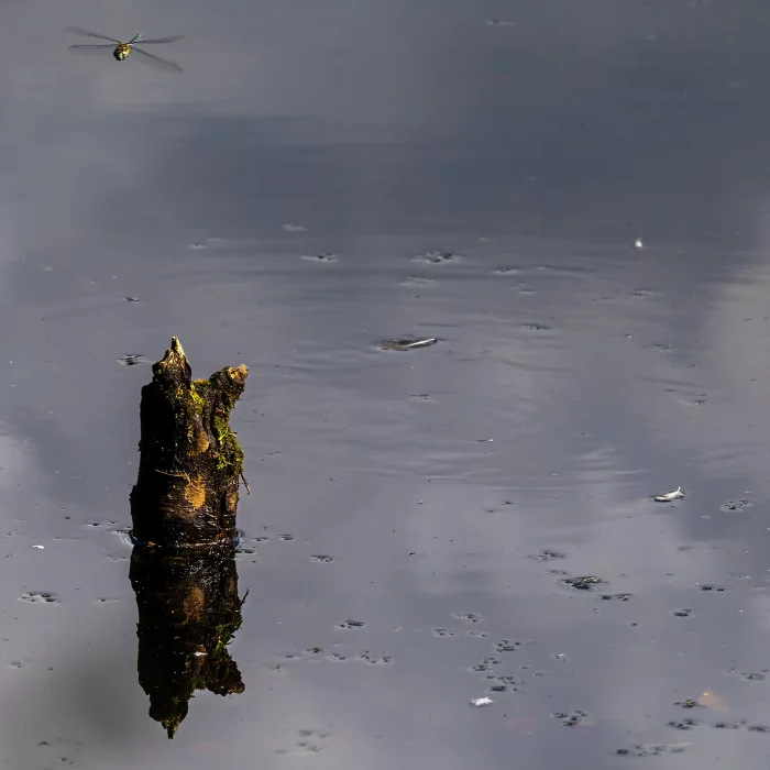 Ein verwitterter Baumstumpf ragt aus einem ruhigen Gewässer, mit einer reflektierenden Oberfläche. Eine Libelle schwebt über dem Wasser.