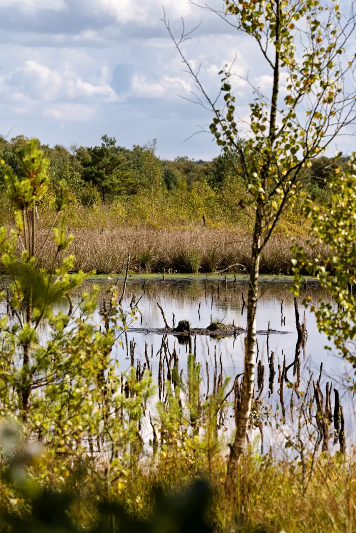 Ein Moor mit Wasserfläche, umgeben von Bäumen und Sträuchern. Sichtbare Baumstämme ragen aus dem Wasser. Im Hintergrund sind hohe Gräser und Bäume zu sehen.