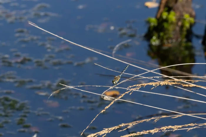 Eine Libelle mit blauen und grünen Mustern sitzt auf einem dünnen, trockenen Grashalm über einem Gewässer. Im Hintergrund sind Wasserpflanzen und dunkles Wasser sichtbar.