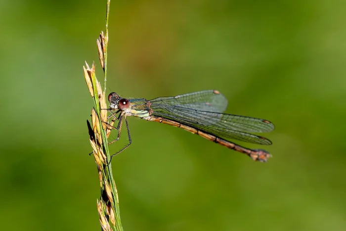 Eine Libelle mit langen, durchsichtigen Flügeln sitzt auf einem schmalen Grashalm. Der Körper ist schlank und hat eine braune Musterung.