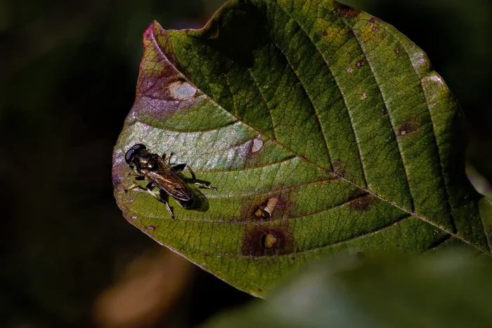 Ein Insekt sitzt auf einem großen, grünen Blatt mit braunen Flecken. Das Blatt hat eine gewellte Form und ist von unscharfem Hintergrund umgeben.