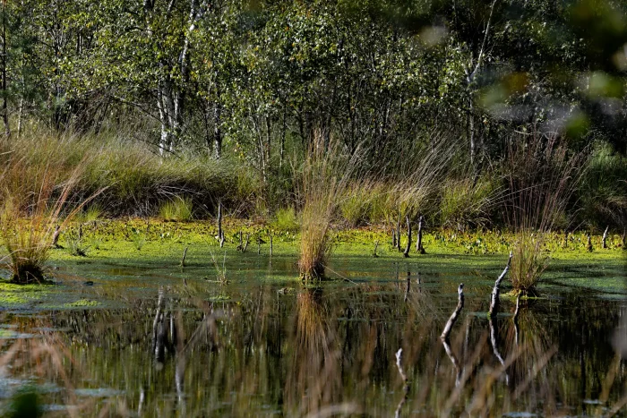 Sumpflandschaft mit Wasserflächen, umgeben von hohem Gras und Bäumen. Reflexionen im Wasser sind sichtbar.