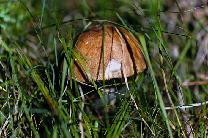 Ein brauner Pilz mit einer halbkugelförmigen Kappe, teilweise von grünem Gras umgeben. Die Kappe hat helle Streifen und eine weiße Stelle.