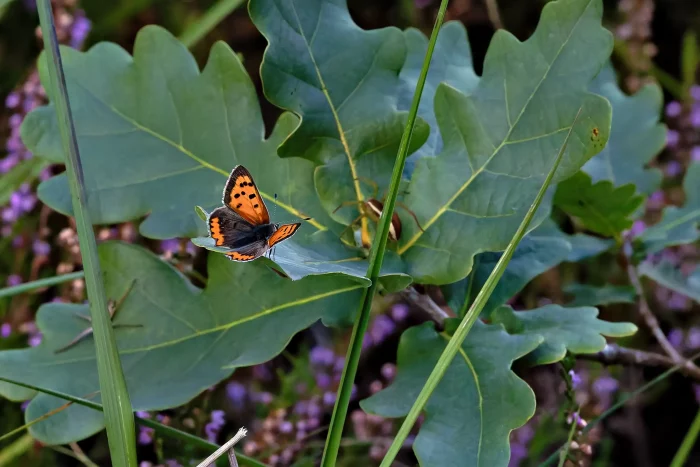 Ein Schmetterling mit orange-schwarzen Flügeln sitzt auf einem großen, grünen Blatt. Im Hintergrund sind grüne Blätter und lila Blüten sichtbar.