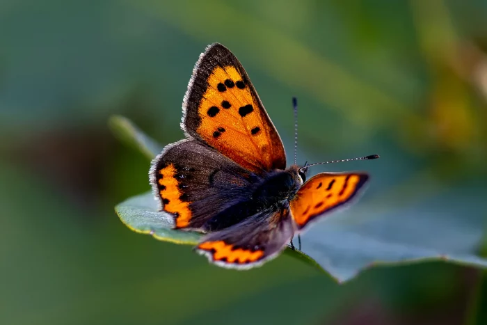 Ein Schmetterling mit orangefarbenen Flügeln, die schwarze Punkte und Ränder aufweisen, sitzt auf einem Blatt. Die Flügel sind teilweise geöffnet.