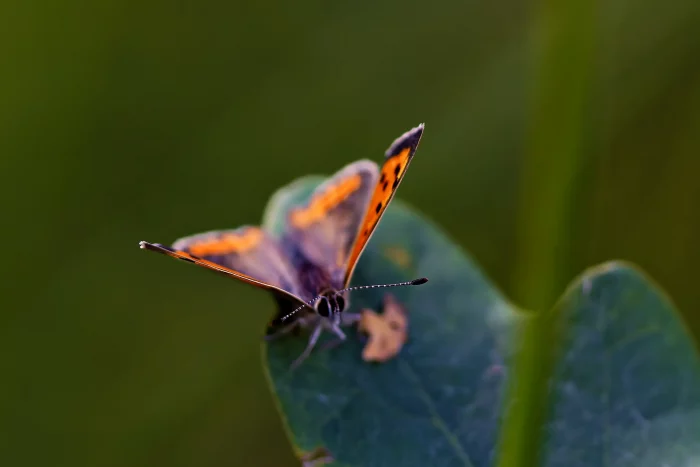 Ein Schmetterling mit orange-schwarzen Flügeln sitzt auf einem grünen Blatt. Die Flügel sind weit geöffnet und zeigen ein Muster aus Punkten.