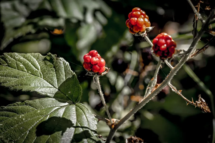 Drei reife, rote Himbeeren an einem grünen Zweig mit großen, gezackten Blättern im Hintergrund.
