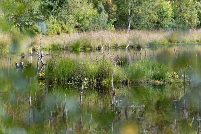 Ein Moor mit flachem Wasser und üppigem Gras, umgeben von Bäumen. Sichtbare Baumstämme ragen aus dem Wasser. Die Szenerie ist grün und natürlich.