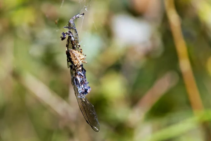 Eine Spinne hängt kopfüber in ihrem Netz, während sie eine gefangene Beute, ein Insekt, festhält. Die Spinne hat eine dunkle Färbung und ist teilweise von der Beute verdeckt.