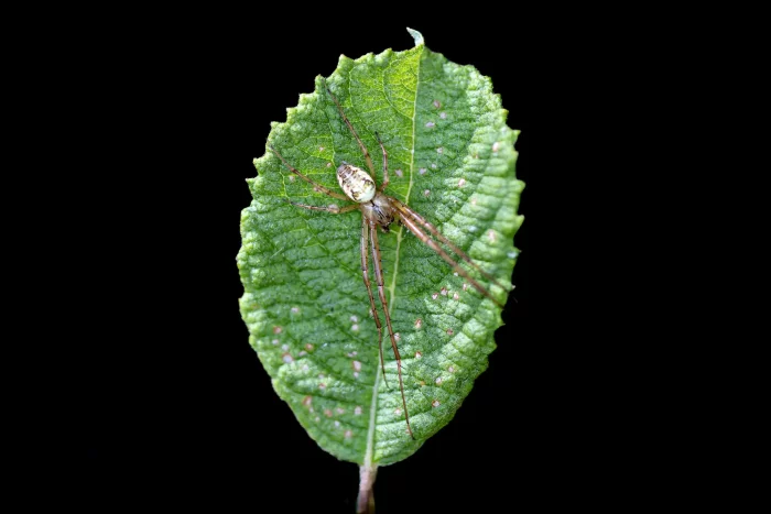 Eine Spinne mit langen Beinen sitzt auf einem grünen, gezackten Blatt. Die Spinne hat einen hellen Körper und ist in der Mitte des Blattes positioniert.