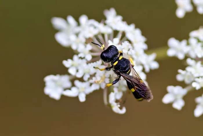 Schwarze Wespe mit gelben Streifen auf einer weißen Blüte, die sich in einer seitlichen Ansicht befindet.
