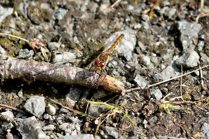 Eine Libelle mit braunem Körper und großen, roten Augen sitzt auf einem kleinen Ast, umgeben von grauen Steinen und Erde.