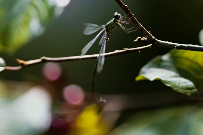 Eine Libelle sitzt auf einem dünnen Ast. Sie hat einen langen, schlanken Körper und durchsichtige Flügel. Im Hintergrund sind unscharfe grüne Blätter und rote Beeren sichtbar.
