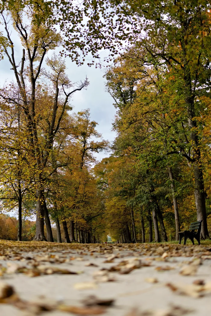 Blick auf einen mit Herbstlaub bedeckten Weg im Schlosspark Nymphenburg, umgeben von hohen Bäumen mit gelb-grünem Laub, rechts eine Parkbank.