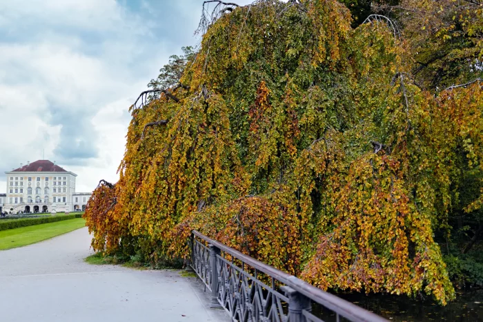 Herbstlich gefärbter, hängender Baum am Schloss Nymphenburg in München, neben einem schmiedeeisernen Brückengeländer und einem Weg.
